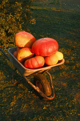 Autumn Harvest 16 oz scented candle